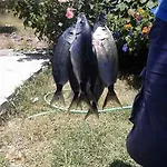 Meltem Datca Oda ve Kahvaltı Mesudiye (Datca)