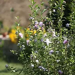 Meltem Datca Oda ve Kahvaltı Mesudiye (Datca)