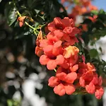 Meltem Datca Mesudiye (Datca)