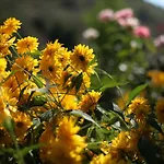 Oda ve Kahvaltı Meltem Datca Mesudiye (Datca)