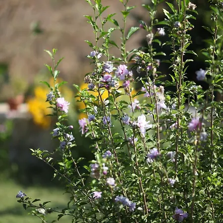 Meltem Datca Bed & Breakfast Mesudiye (Datca)
