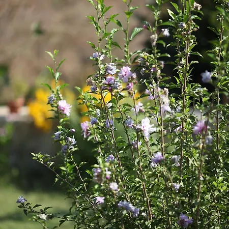 Meltem Datca Bed & Breakfast Mesudiye (Datca)