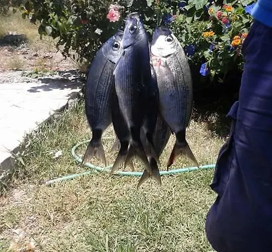 Meltem Datca 住宿加早餐酒店 Mesudiye (Datca)