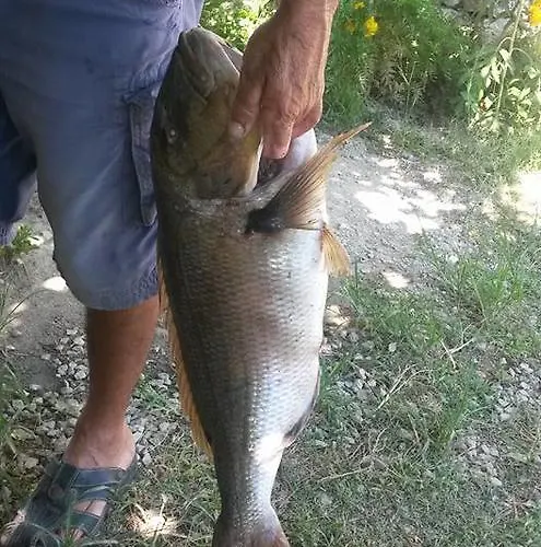 Meltem Datca Bed & Breakfast Mesudiye (Datca)