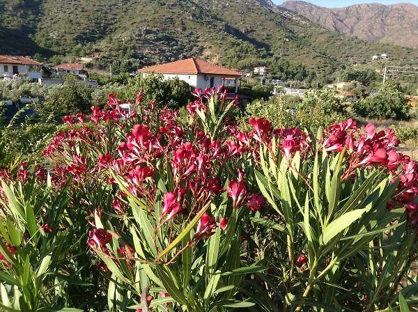 Meltem Datca Mesudiye (Datca)