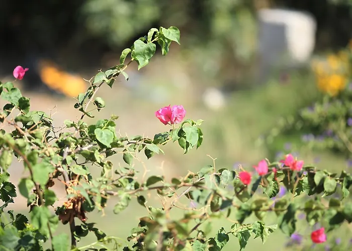 Meltem Datca Bed & Breakfast Mesudiye (Datca)