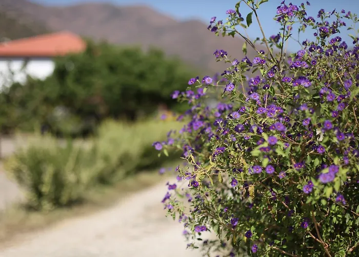 Meltem Datca Bed & Breakfast Mesudiye (Datca)