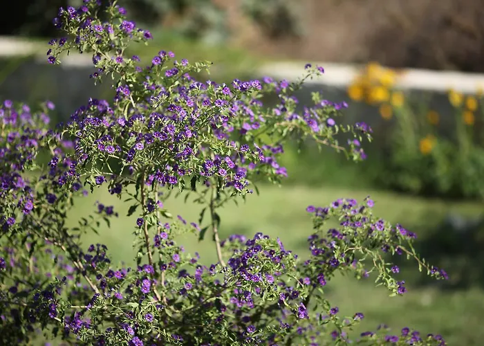 Meltem Datca * Mesudiye (Datca)