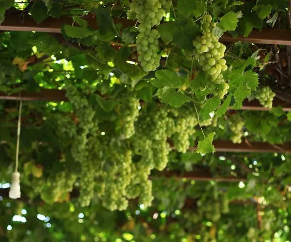 Meltem Datca Mesudiye (Datca)