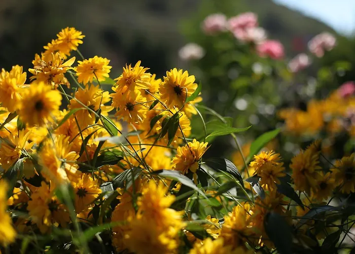 Bed & Breakfast Meltem Datca Mesudiye (Datca)