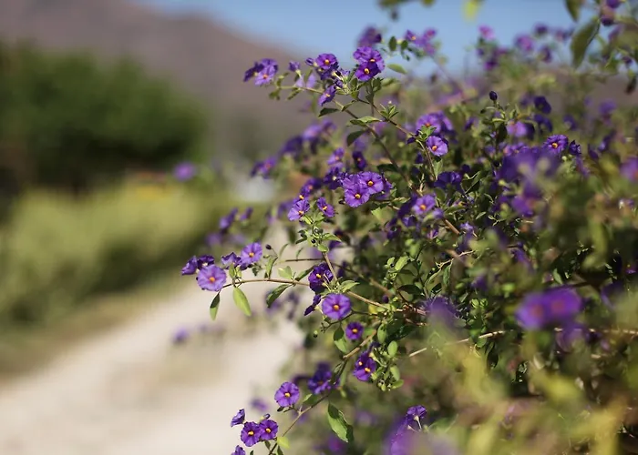 Meltem Datca Bed & Breakfast Mesudiye (Datca)