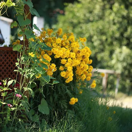 Meltem Datca Panzió *