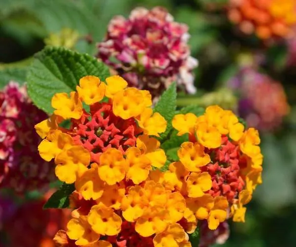 Meltem Datca 메수디에