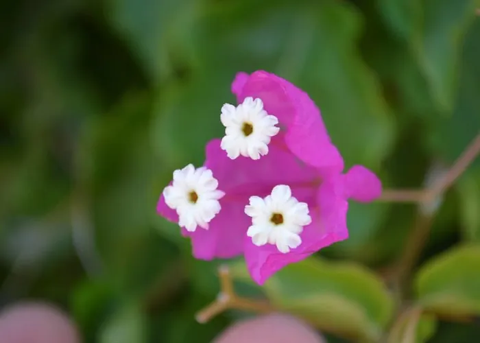 Nocleg ze śniadaniem Meltem Datca *