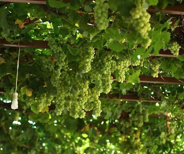 Meltem Datca * 메수디에