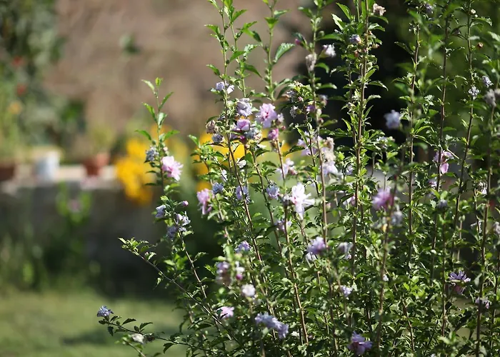 Meltem Datca B&B 메수디에