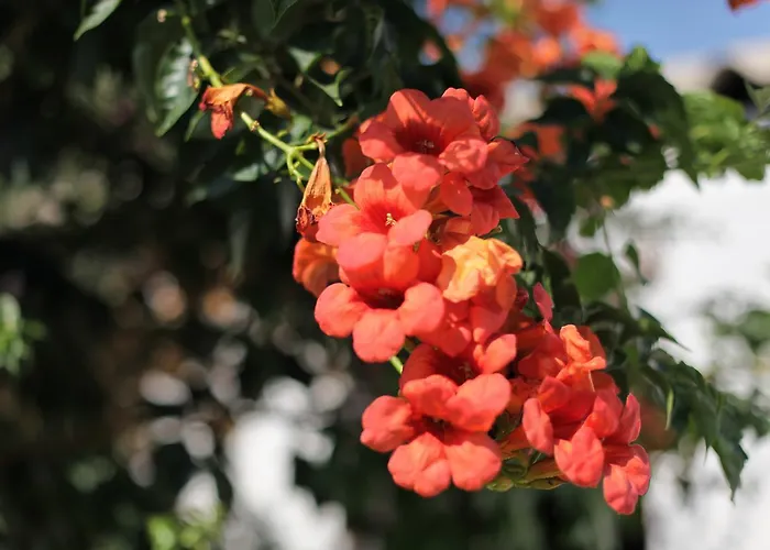 Meltem Datca 메수디에